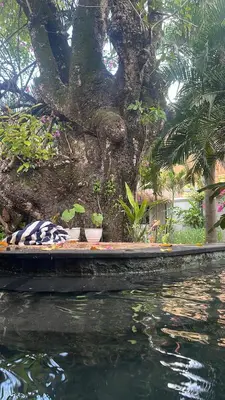 a tree with potted plants next to a body of water at My Secret Home in Seminyak