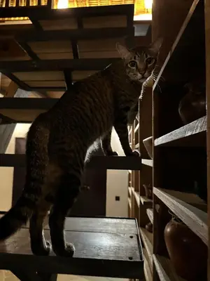 a cat standing on top of a shelf at My Secret Home in Seminyak