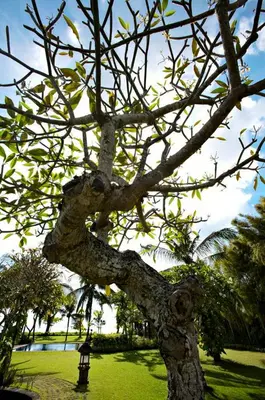 a tree with branches and leaves on a park at Villa Hanani in Jimbaran