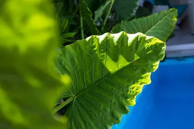 a green leaf on a plant in front at Villa Ley Hidden Gem Villa 1 Bedroom Private Pool Seminyak in Seminyak
