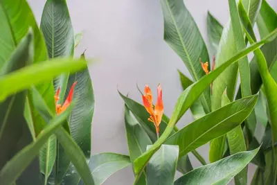a plant with orange flowers and green leaves at NEW! Villa Sony 2 - 3BR villa next to Legian Beach in Seminyak