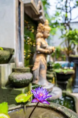 a statue and a purple flower in front of a fountain at Dukuh Segara Guest House in Legian