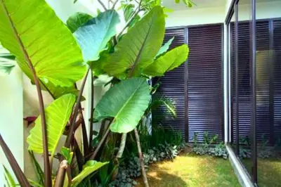 a room with a bunch of green plants next to a building at Adaline 2 BR Apartment in Jimbaran