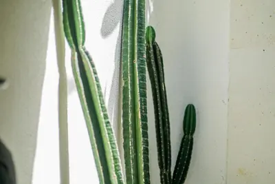 two green cactus plants are on a wall at Villa NUSA - 3BR Villa in Umalas next to Nook in Kerobokan