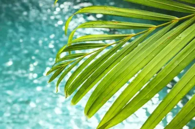 a close up of a palm tree branch at Nisara 2 BR Garden Pool Villas JU67 in Seminyak