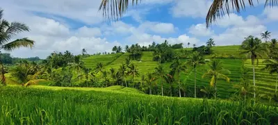 a green field with palm trees in front of a hill at Villa Naga, pool, Kitchen, terace and garden in Kerobokan