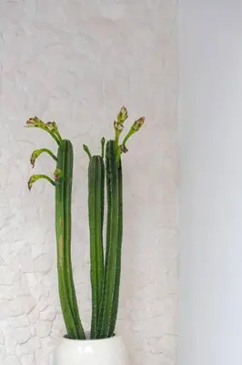 a green cactus sitting in a white vase at T&J3 - New! Romantic 1BR pool villa in Umalas