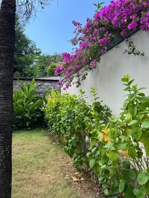a garden with purple flowers on a white wall at Pondok Ledog 01 in Badung