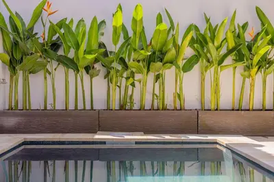 a row of plants on a wall next to a swimming pool at Villa Phoenix Brand New 1BR in Umalas, Bali in Seminyak