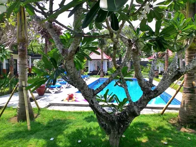 a tree in the yard with a swimming pool at D'Mell Bali in Nusa Dua