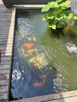 a pond with a bunch of kites in the water at Top Villa Ilo, best area near canggu 250 m2 on 750 m2 land in Kerobokan