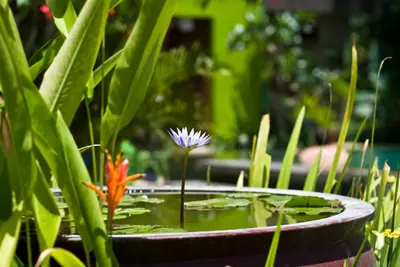 a flower in a bird bath in a garden at Cicada Luxury Townhouses in Seminyak