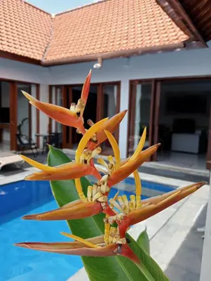 Gallery image of Pondok villa in Ujung