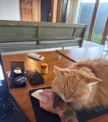 a cat sleeping on a table next to a laptop at Spacious Family Home & Office Canggu, stay with cats in Canggu