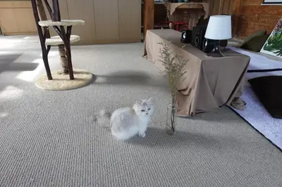 a white cat playing with a vase in a room at Spacious Family Home & Office Canggu, stay with cats in Canggu