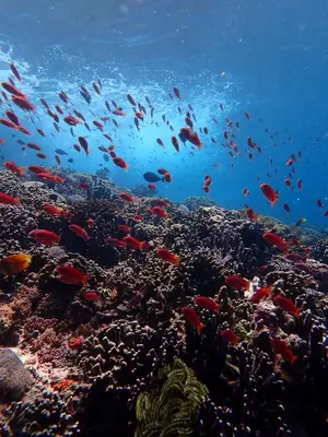 a school of fish on a coral reef at Круиз на Яхте с Бали на Нуса Пенида in Sanur