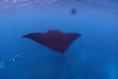 a stingray in the water next to a diver at Круиз на Яхте с Бали на Нуса Пенида in Sanur