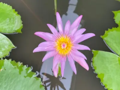 a pink flower with a yellow center and green leaves at Uma Padi Cabin Umalas Bali in Kerobokan
