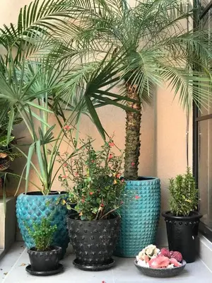 a group of potted plants sitting on a table at DUNE Villas in Seminyak