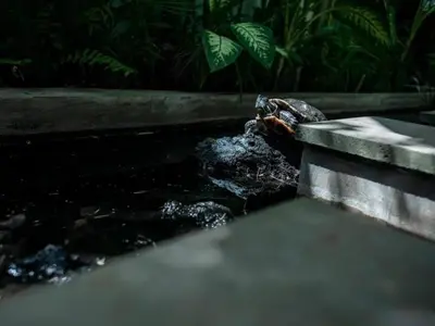 a turtle is laying on the side of a pool of water at My secret home ( full villa) in Seminyak
