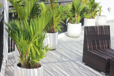 a row of potted plants in white pots on a balcony at Uma 2 BR villa with Roof top pool & Enclosed living room in Seminyak