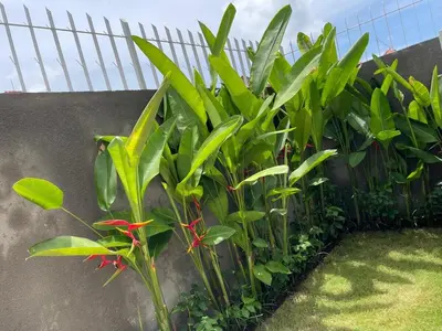 a bunch of green plants next to a wall at Rumah Melissa - Modern Boho 3BR Brand New Villa in Sanur in Sanur