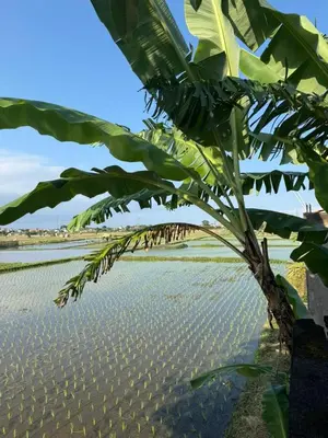 a banana tree in front of a field of water at Balian Retreat Centre Homestay in Sanur