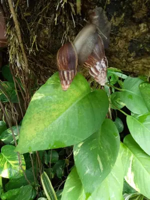 a snail sitting on top of a green leaf at Pujihouse One in Legian