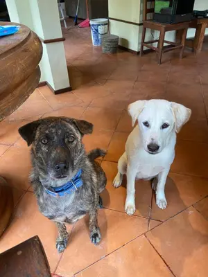 two dogs sitting next to each other on a tile floor at arjuna house in Seminyak