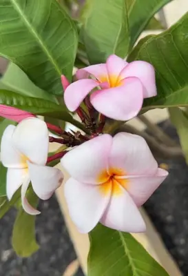 a group of pink flowers on a plant with leaves at Romantic getaway Seminyak in Seminyak