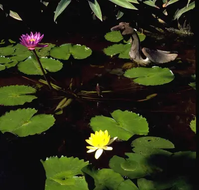 a yellow and purple flower in a pond with lily pads at Poppies Bali in Kuta