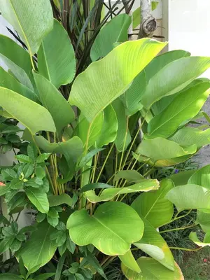 a large green plant with large green leaves at Indah Homestay in Seminyak