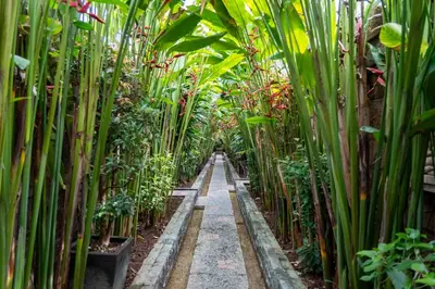 a hallway of bamboo plants in a garden at Bali Prime Villas Seminyak by Kanaya Hospitality in Seminyak