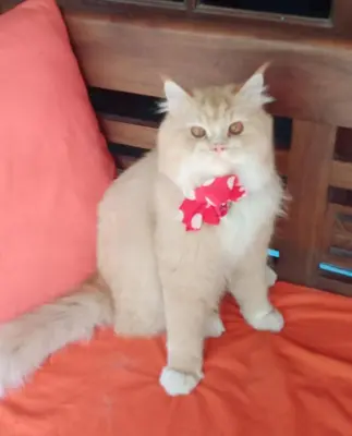 a white cat with a bow tie sitting on a bed at Shalana Homestay- formerly Teka Teki House in Seminyak