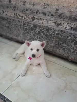 a white dog laying on the floor next to a wall at Shalana Homestay- formerly Teka Teki House in Seminyak