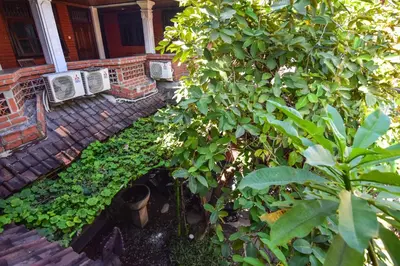a garden with a tree and a house at Puri Agung Homestay in Kuta