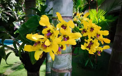 a bunch of yellow flowers on a pole at Villa Sipo in Seminyak