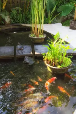 a koi pond with two pots with fishes in it at Elina Villas Seminyak in Seminyak