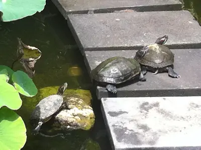 two turtles sitting on rocks in a pond at Elina Villas Seminyak in Seminyak