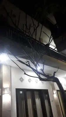 a branch on the wall of a building at Adijaya homestay in Seminyak