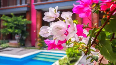 a bunch of pink flowers in front of a house at Mia Guest House in Legian
