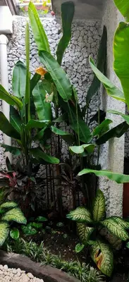 a garden with green plants in front of a wall at Tegal Uma Seminyak by Maha Bali in Seminyak