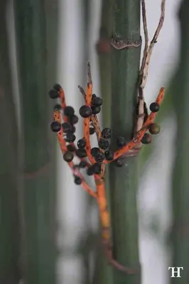 a group of black insects on a plant at THE HIDDEN TREE CANGGU 100 meter to beach in Canggu
