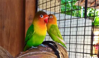 two birds sitting on top of a bird cage at Villa Naga Maya in Legian