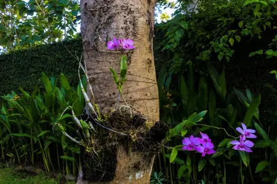 a tree with purple flowers growing out of it at Chanteak Bali - Teak House 1 in Jimbaran
