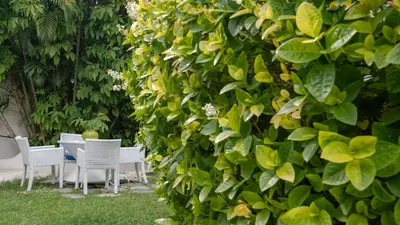 a hedge with chairs and a table in a garden at Ocean Star 2 in Seminyak