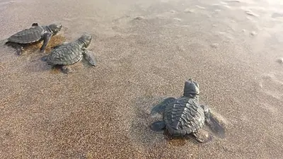three turtles walking on the sand on the beach at PIMA Homestay in Pesanggaran