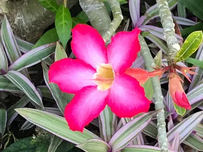 a pink flower in front of a green plant at 5 Bedroom Getaway Villa - Kuta Regency B3 in Kuta